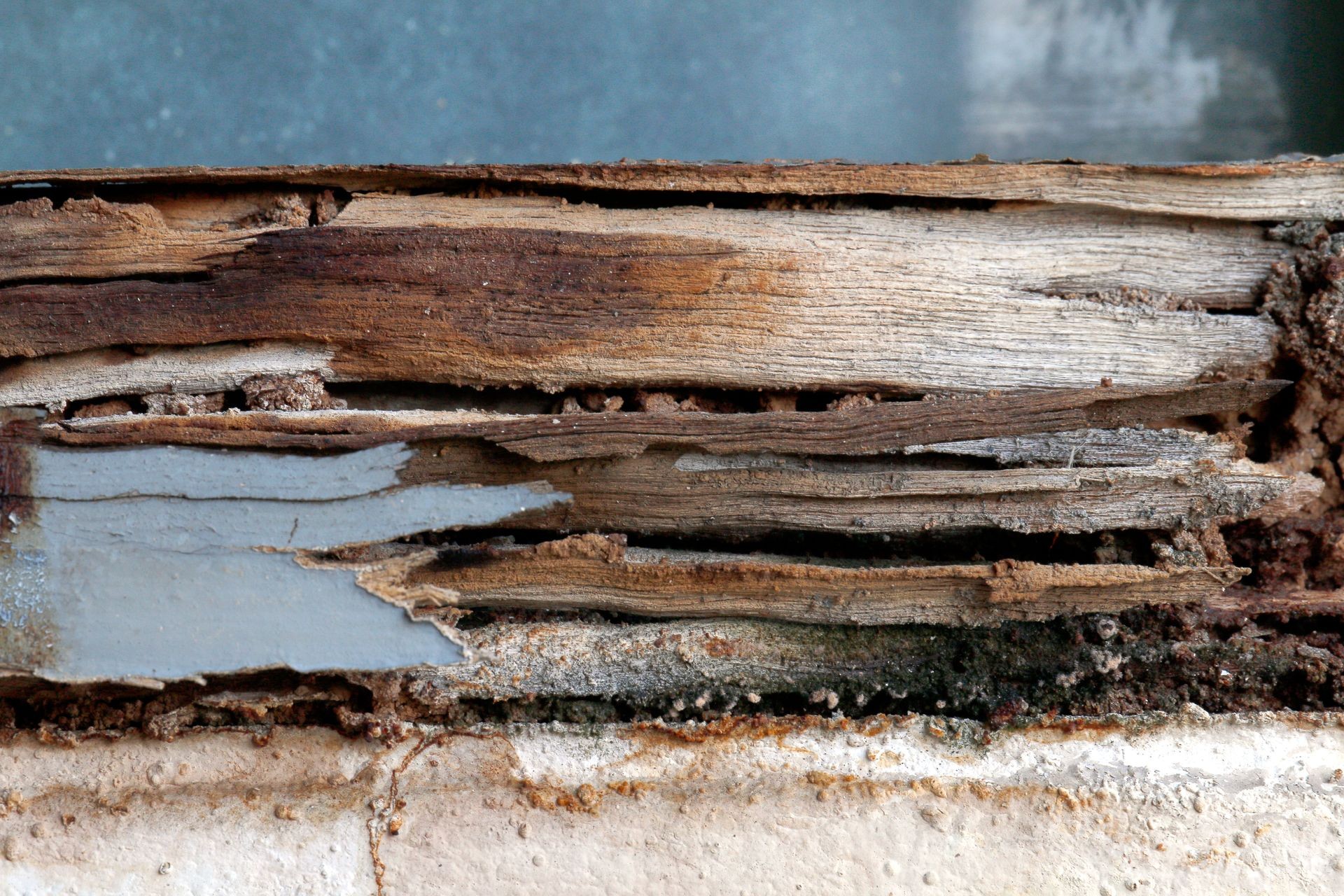 termite nest at wooden wall, nest termite at wood decay window sill architrave, background of nest termite, white ant, background damaged white wooden eaten by termite or white ant termite nest at wooden wall, nest termite at wood decay window sill architrave, background of nest termite, white ant, background damaged white wooden eaten by termite or white ant